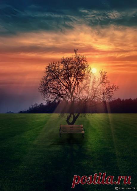 ••Sunset in Park  Tree &amp; Path