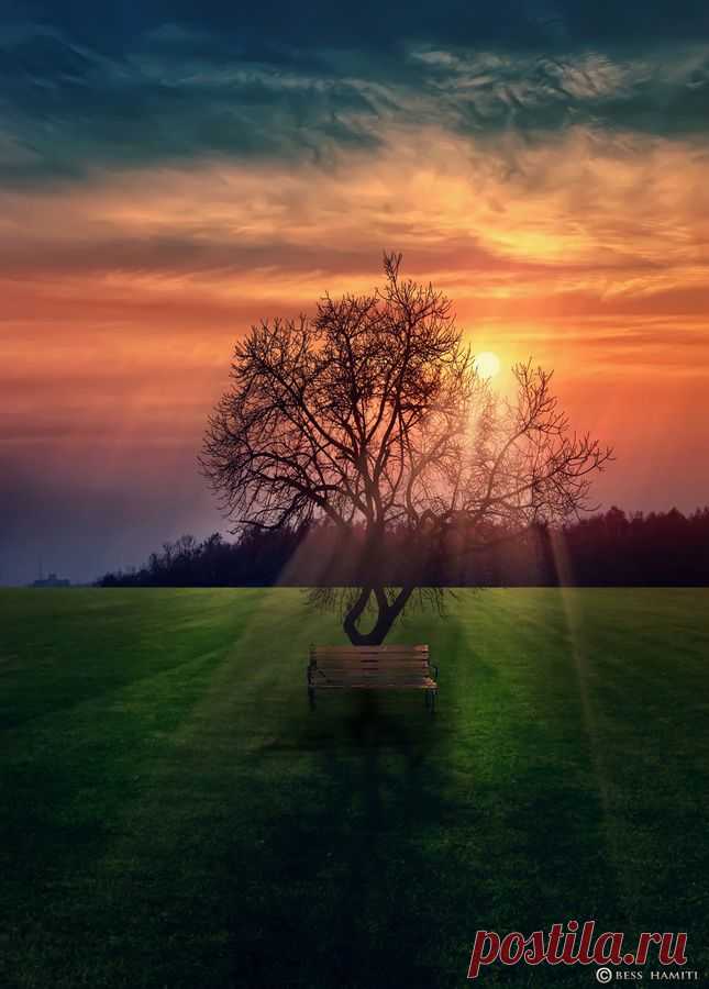 ••Sunset in Park  Tree & Path