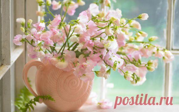 Цветы - красивые картинки - Фото Скачать