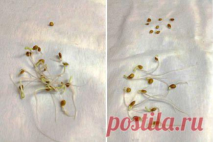 Проращиваем семена.