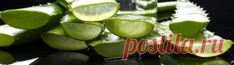 Как посадить алоэ и вырастить настоящий цветок пустыни - Grounde.ru — большой справочник по возделыванию сада и огорода своими руками