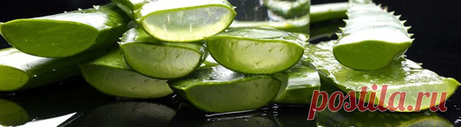 Как посадить алоэ и вырастить настоящий цветок пустыни - Grounde.ru — большой справочник по возделыванию сада и огорода своими руками