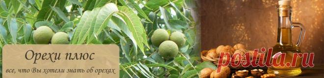 Грецкий орех выращивание и уход из ореха