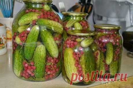 Самые вкусные рецепты: Маринованные огурцы со смородиной