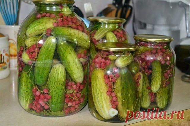 Самые вкусные рецепты: Маринованные огурцы со смородиной