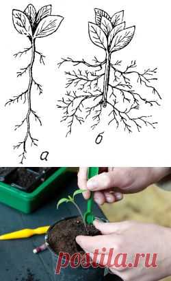 Пикировка рассады: нюансы, советы, особенности процесса - Ботаничка.ru