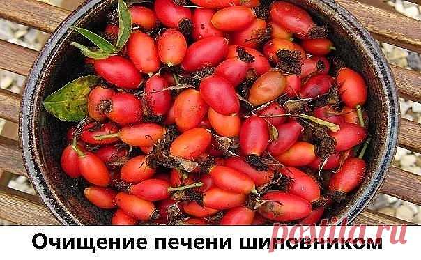 Очищение печени шиповником. 

Еще один простой и эффективный народный способ очистки печени – шиповником. Берем две горсти сухих ягод шиповника, кладем их в термос и заливаем 0,5 литра горячей воды. 
Настаиваем около 12 часов, наливаем настой шиповника в стакан, тщательно размешиваем в нем 3 столовые ложки ксилита, либо сорбита. 
Выпиваем смесь залпом с утра натощак, через 20 минут стараемся выпить еще стакан чистого настоя шиповника. Завтракать можно только через час посл...