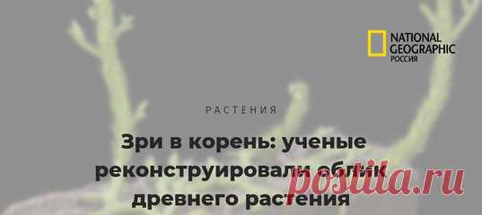 Гадаете, как выглядел прапрапрапрадедушка плауновых растений с игольчатыми листочками? Так сделайте его 3D-модель – и вот он, зелененький дружочек, как живой 🌿 Заодно и про эволюцию всех растений на Земле узнаете.