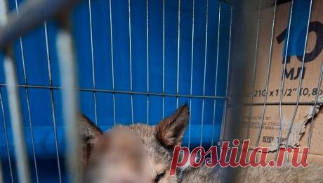 Кубанский живодер засунул собаку в мешок и избил ее железной трубой на глазах у соседей. На Кубани мужчина на глазах соседей засунул собаку в мешок и избил ее железной трубой. Об этом сообщает "Кубань 24". Инцидент произошел в городе Темрюк - живодер избивал собаку в мешке металлической трубой. Очевидцы ...