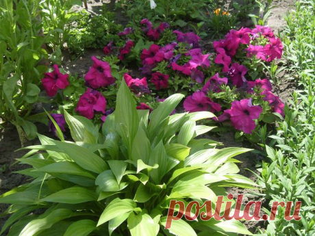 клумба на даче