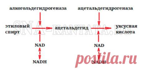 Почему болеют с похмелья — грипп, наркоз, десинхроноз
