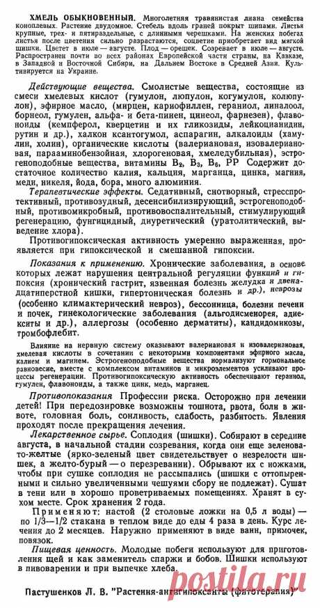 Хмель обыкновенный