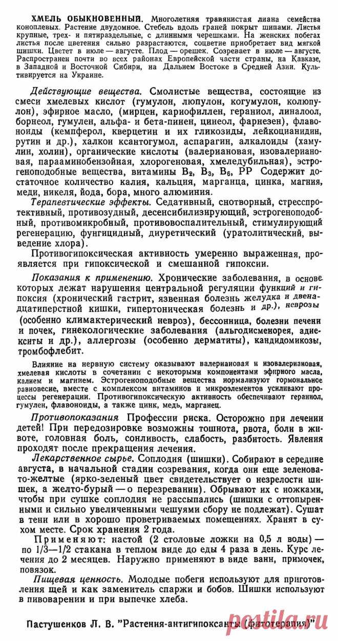 Хмель обыкновенный