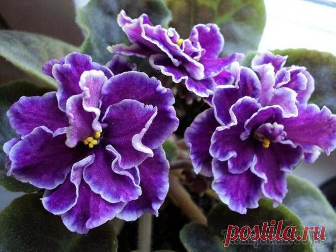 Что делать, если плохо цветут фиалки