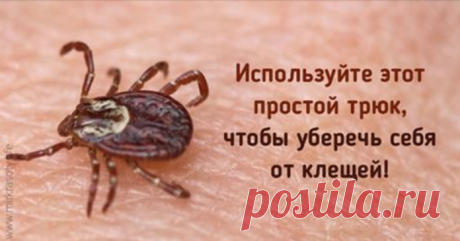 Этот простой трюк поможет уберечься от клещей!