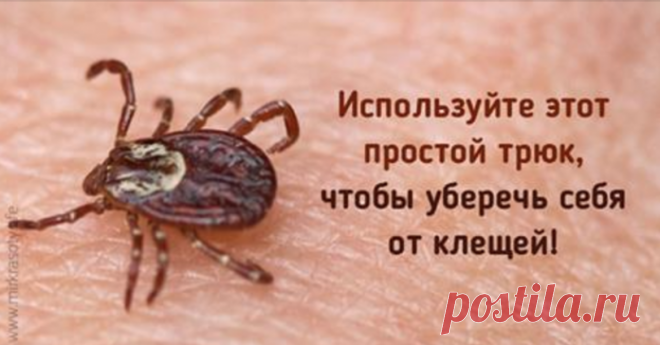 Этот простой трюк поможет уберечься от клещей!