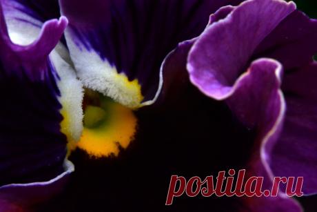 Pansy My first day trying free lensing. Trying to achieve a more traditional macro photo. Focus is definately a challenge!