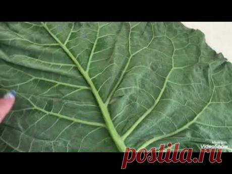 Как лечить Суставы Лопухом! Компрессы из Лопуха.