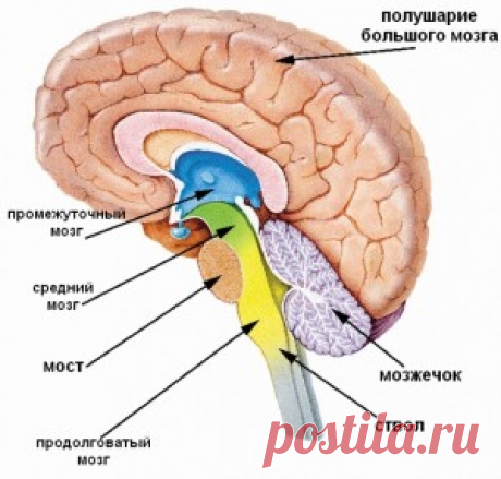 Головной мозг: строение и функции, описание отделов.