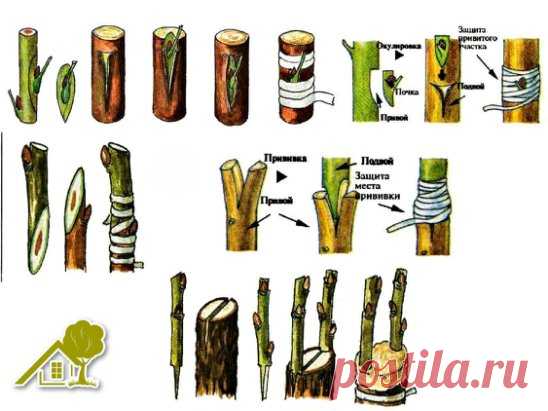 Схемы прививки черенком и почкой