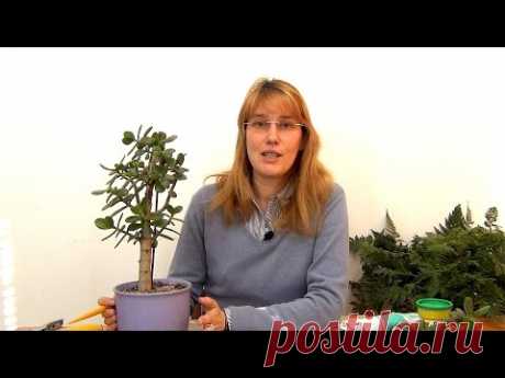 Формирование кроны крассулы. (ч.2) - YouTube