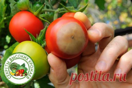 Гниют верхушки томатов? Это вершинная гниль!
#томаты


Вершинная гниль томатов – одно из самых грозных томатных заболеваний, которое может значительно испортить урожайную статистику. При этом застраховаться от него не так просто, ведь недуг связан с нарушениями агротехники (неправильный полив, слишком высокая температура воздуха) и, в редких случаях, генетическими особенностями растений или грибковым поражением. Например, частой причиной возникновения гнили является чрезме...