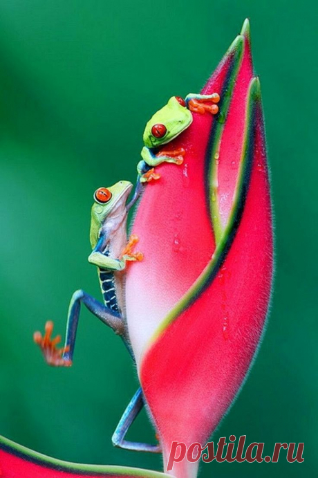 7db0dbc19601bdf110061e0b0de92e3a.jpg (736×1105)