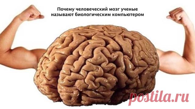 В копилку Разума:

*** Человеческий мозг обладает большими возможностями, чем мы думаем. Его можно тренировать и заставлять работать иначе. А это, в свою очередь, определяет то, какой будет наша жизнь. 

1.Мозг не видит разницы между реальностью и воображением.

Мозг реагирует в равной степени на все, о чем вы думаете. В этом смысле для него нет разницы между объективной реальностью и вашими фантазиями. По этой причине возможен так называемый эффект плацебо.

Если мозг счи...