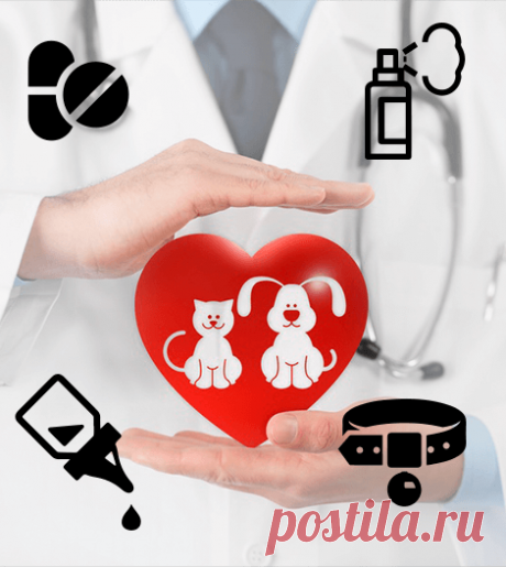 Как выбрать защиту от клещей для собаки? Сравнение препаратов. | Bayer Animal Health | Яндекс Дзен