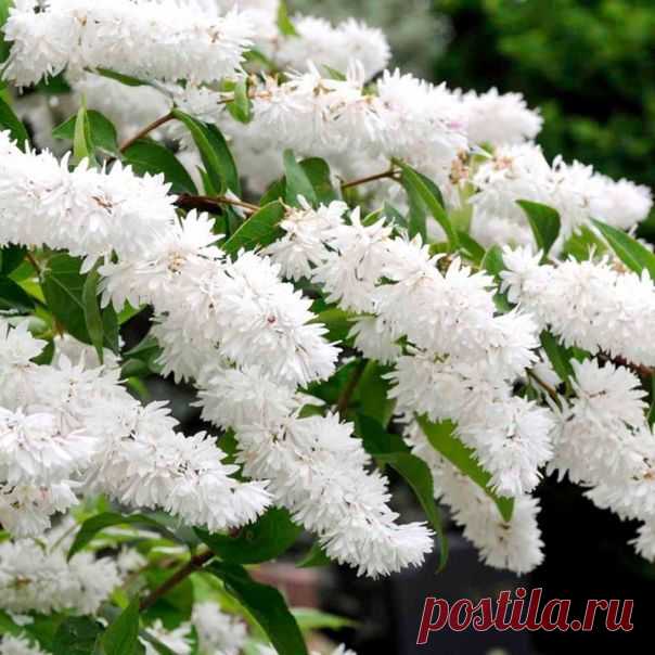 Изящная дейция — кустарник для оформления участка — 6 соток