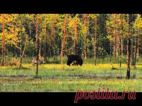 природа России все 6 серий)   Wildes Russland