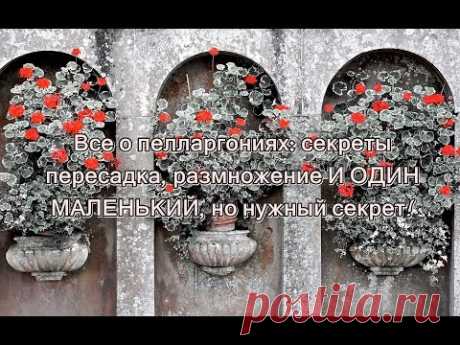 Все о Пелларгониях: Секреты, пересадка, Размножение и ОДИН МАЛЕНЬКИЙ, но НУЖНЫЙ СОВЕТ! - YouTube