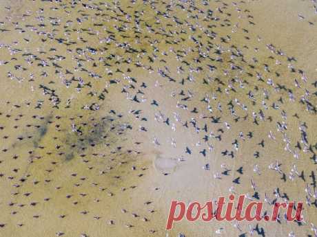 «Гуси прилетели» Стая серых гусей отдыхает после перелёта с зимовки, Таллинский залив. Автор снимка – Александр Абросимов: nat-geo.ru/photo/user/119291/