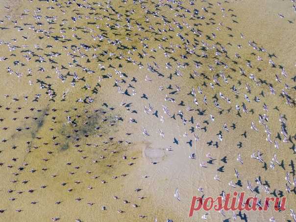 «Гуси прилетели» Стая серых гусей отдыхает после перелёта с зимовки, Таллинский залив. Автор снимка – Александр Абросимов: nat-geo.ru/photo/user/119291/