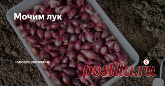 Мочим лук Вы планируете сажать лук на репку?  Тогда мой рецепт для вас.
