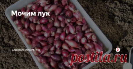Мочим лук Вы планируете сажать лук на репку?  Тогда мой рецепт для вас.
