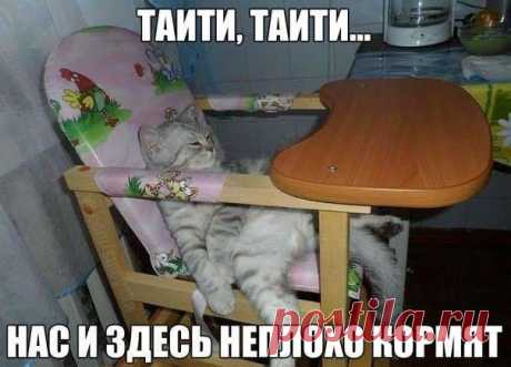 Забавные кошечки / Питомцы