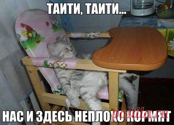 Забавные кошечки / Питомцы