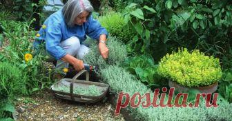 Бордюры из пряных трав – декор участка с пользой для здоровья На 6 сотках хочется так многое уместить… Огород, сад, цветник и газон – как же найти место для всего? В первую очередь, нужно грамотно размещать посадки. Например, бордюры вдоль дорожек, грядок или клумб могут быть и красивыми, и полезными.