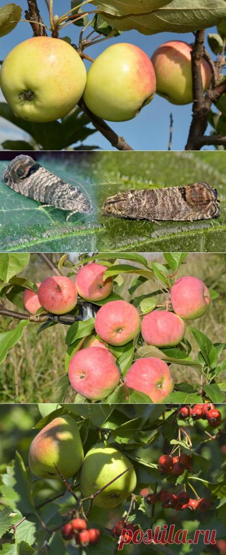 Об эффективных способах борьбы с плодожоркой от опытного садовода — 6 соток