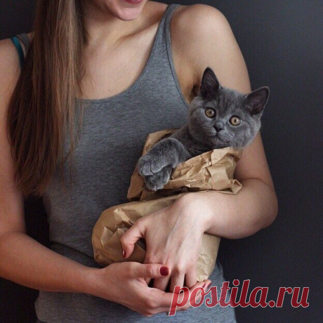 Лучший подарок - это котик :3