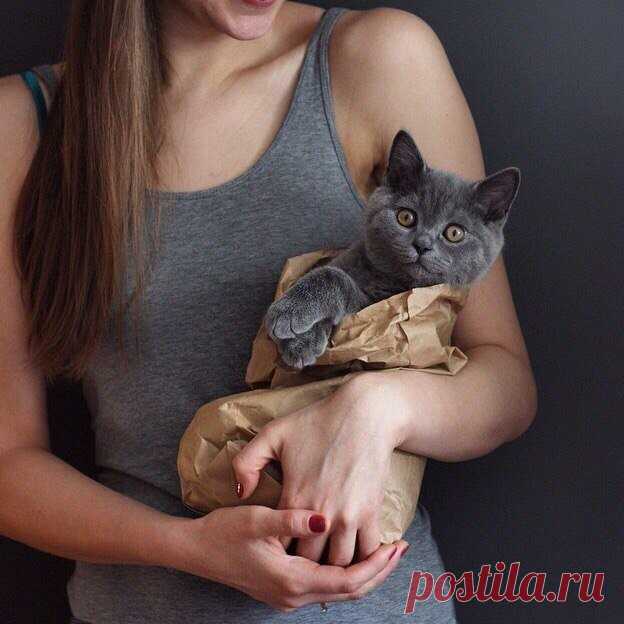 Лучший подарок - это котик :3