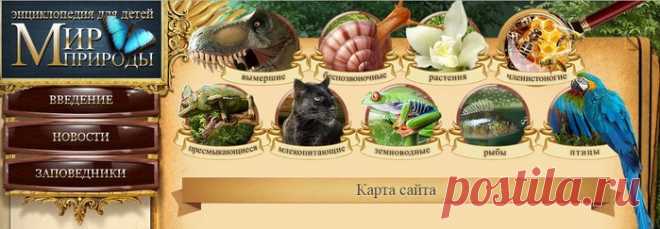 Энциклопедия для детей 