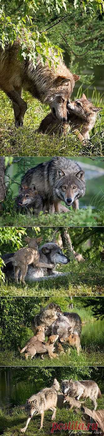 Волчье семейство / Питомцы