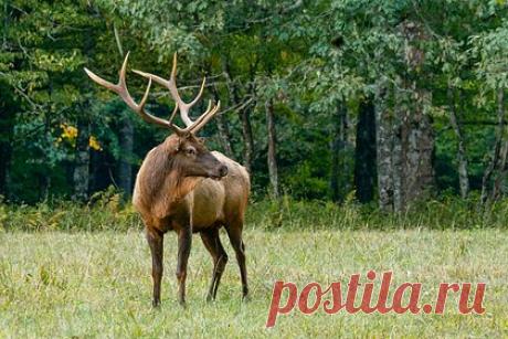 В Башкирии из заповедника в дикую природу выпустили маралов. В Башкирии из заповедника 21 июля в четвертый раз в дикую природу выпустили молодых маралов. Отмечается, что оленей выпускают на волю, когда они подрастают и становятся крепче. Годовалым маралом перед выпуском дают идентификационные номера. Таким образом можно узнать возраст, пол и кличку каждого животного.