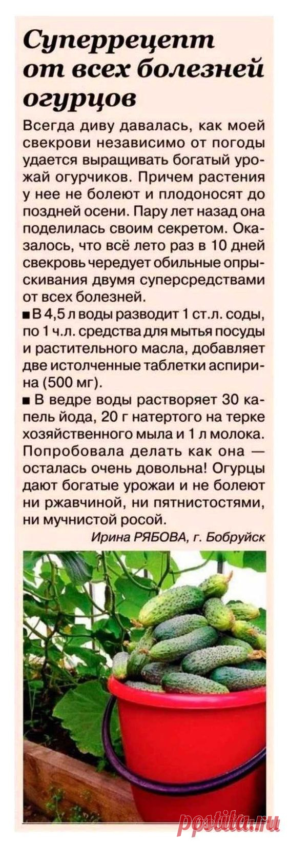 ДАЧА: ВРЕДИТЕЛИ, БОЛЕЗНИ