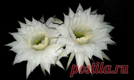 Esta noche misma!! Las primera flores blancas de mis echinopsis  eyriesii abrieron al unísono esta noche,  para mi gran satisfacción!! Por lo menos hasta mañana al mediodía las disfrutaré  en grande!! El género fue creado por el botánico alemán Joseph Gerhard Zuccarini en 1837 pero la gente le pone toda clase de sobrenombres como : Ombligo de la reina. Inglés: Pink Easter Lily Cactus, Red Easter Lily Cactus Echinopsis Zucc.etc...
