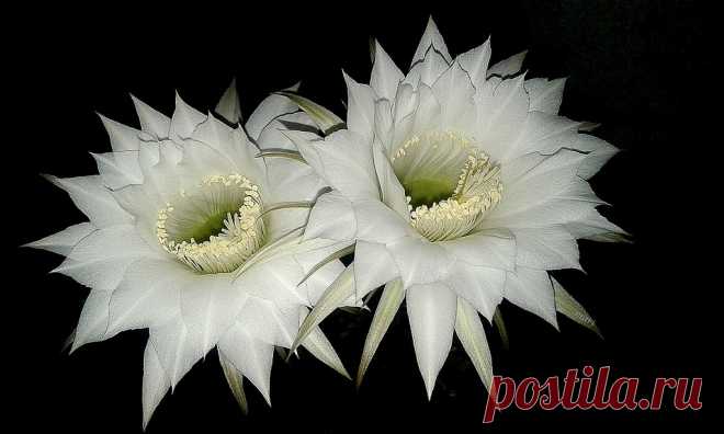Esta noche misma!! Las primera flores blancas de mis echinopsis  eyriesii abrieron al unísono esta noche,  para mi gran satisfacción!! Por lo menos hasta mañana al mediodía las disfrutaré  en grande!! El género fue creado por el botánico alemán Joseph Gerhard Zuccarini en 1837 pero la gente le pone toda clase de sobrenombres como : Ombligo de la reina. Inglés: Pink Easter Lily Cactus, Red Easter Lily Cactus Echinopsis Zucc.etc...