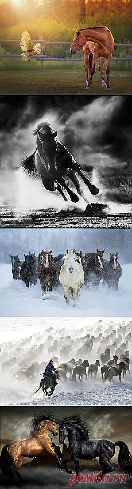 Кони-красота и грация | Фотографии и советы на Постиле