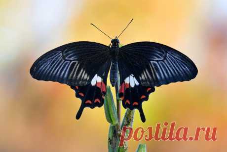 Papilio polytes Papilio polytes, the common Mormon, is a common species of swallowtail butterfly widely distributed across Asia